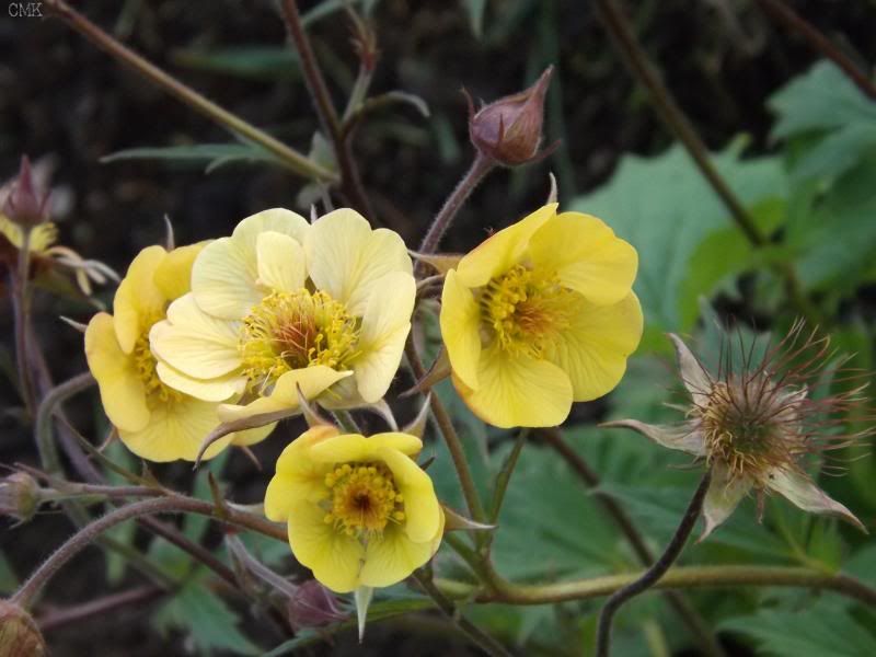 Geum 'Tequilla Sunrise' photo GeumTS_zpscf75bfb9.jpg